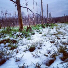 le verger l'hiver